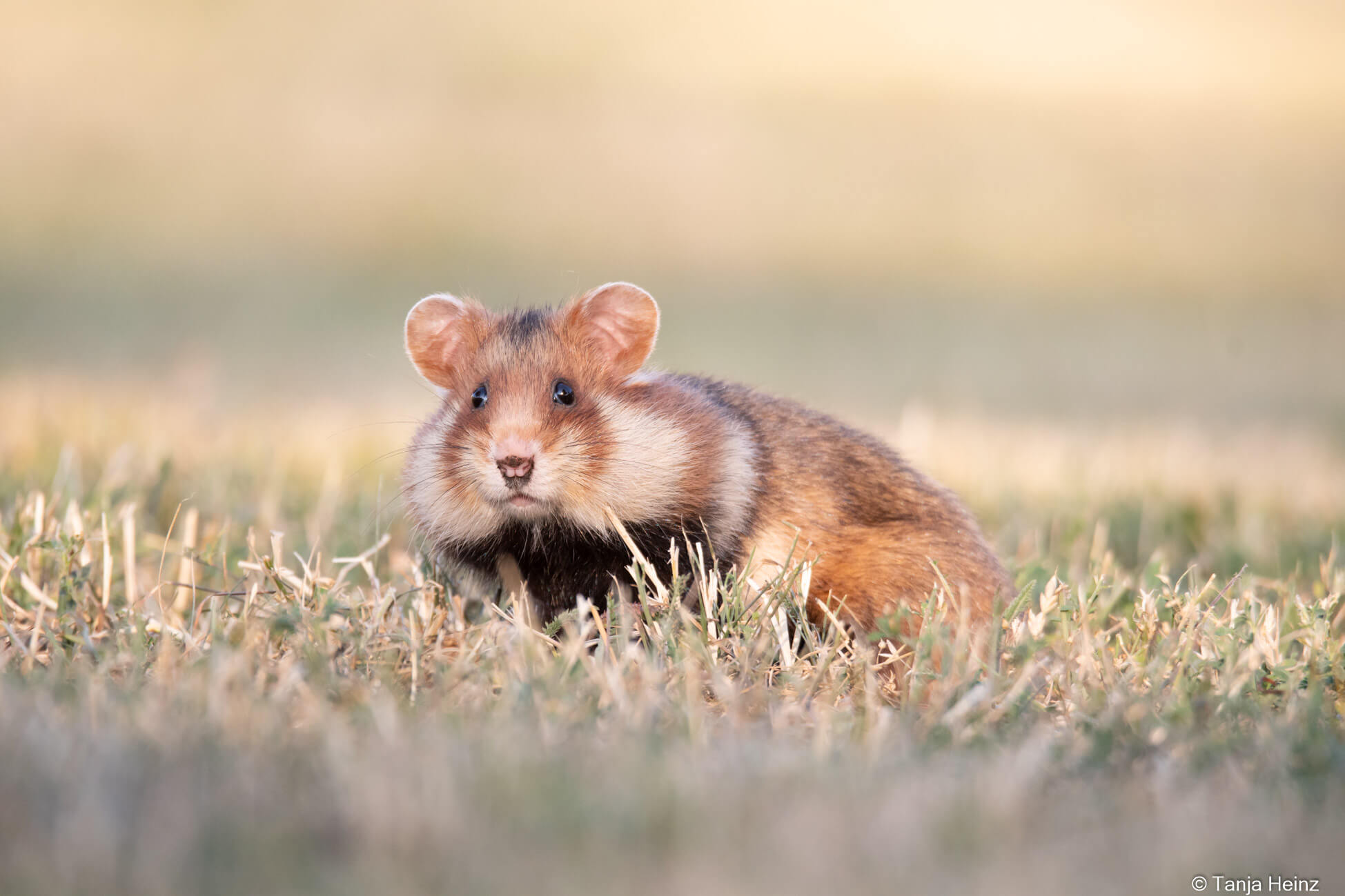 European hamsters in Vienna