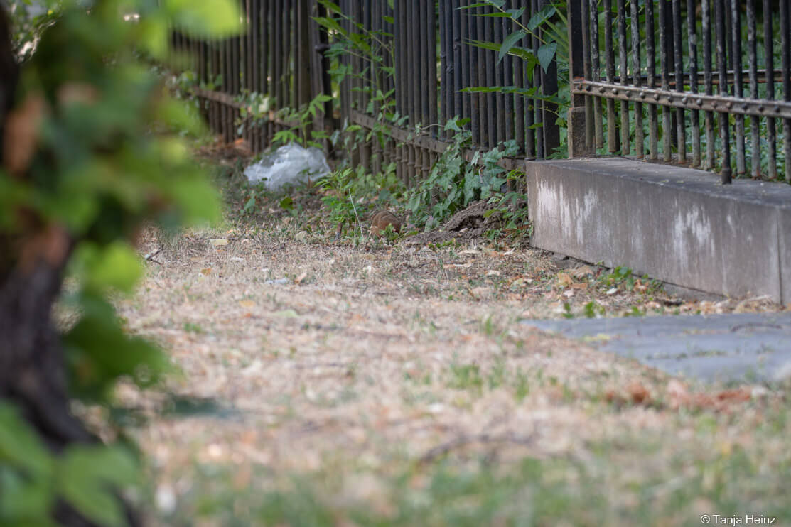 European hamsters in Vienna