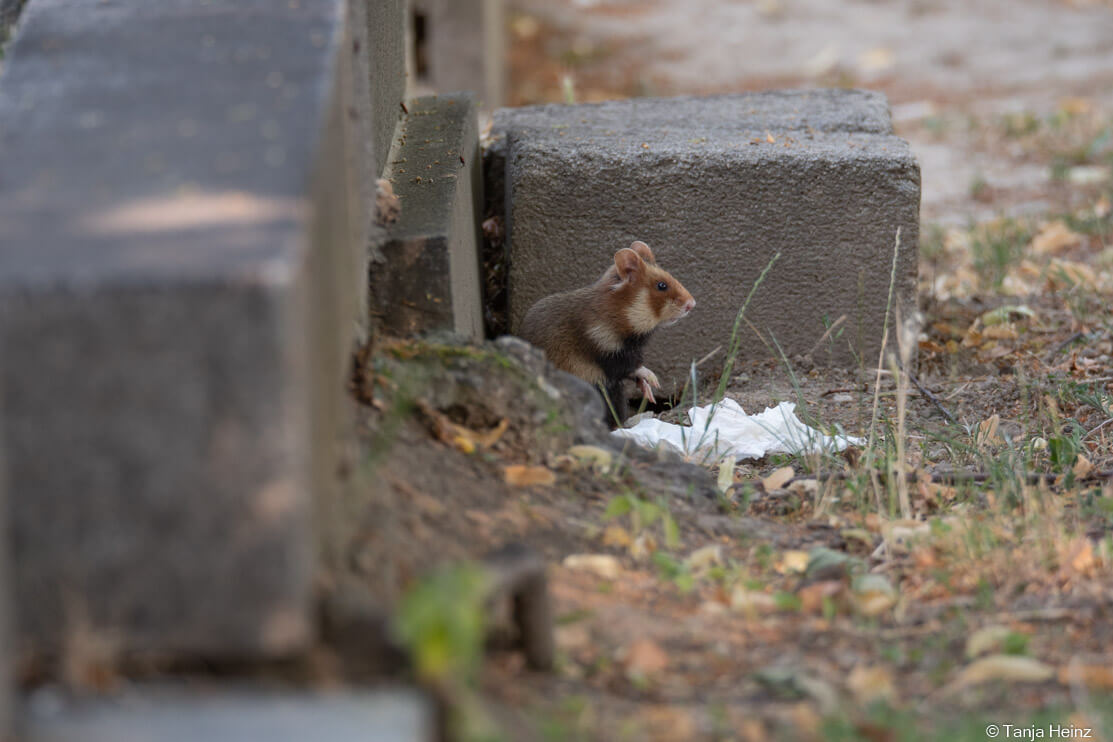 European hamsters in Vienna