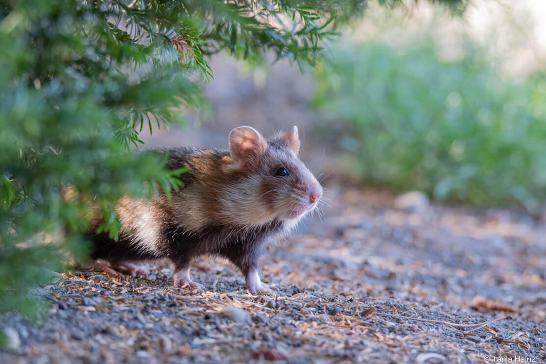 European hamster at the Central Cemetery