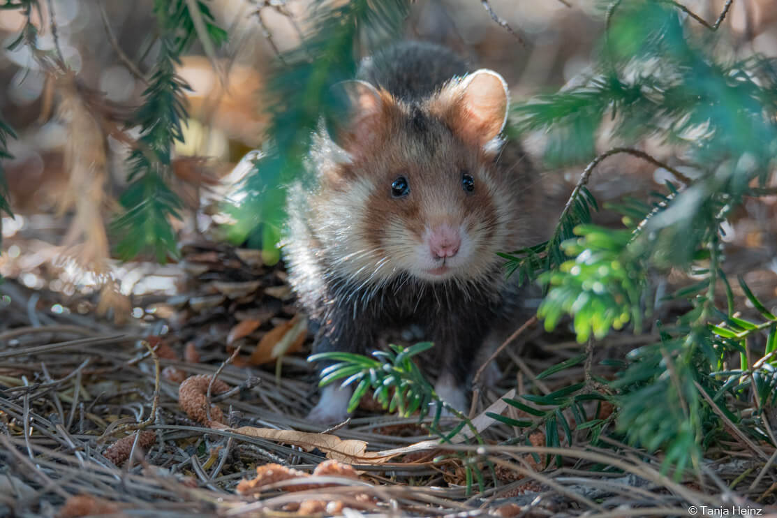 European hamsters at the Central Cemetery in Vienna