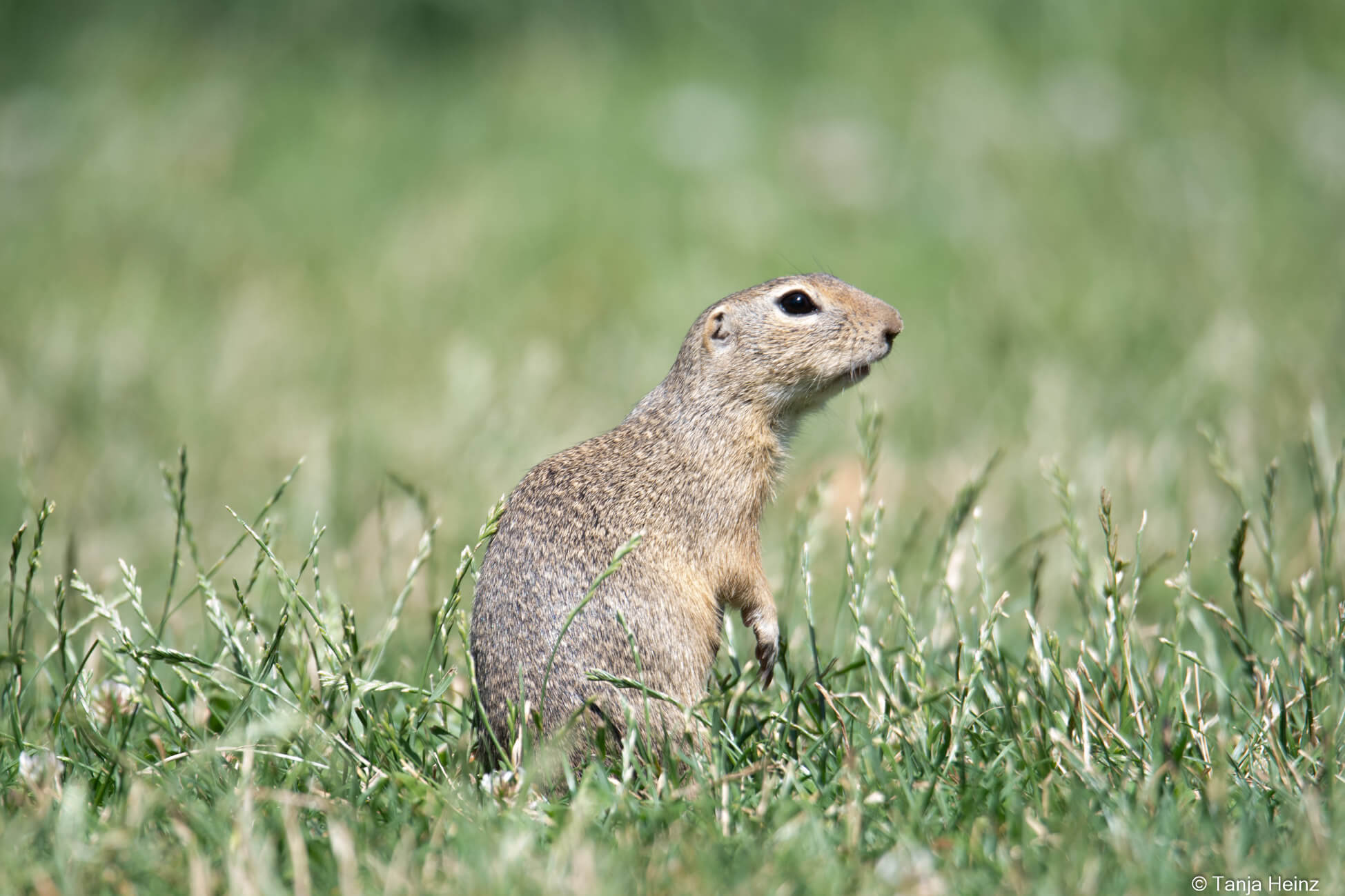 European ground squirrel