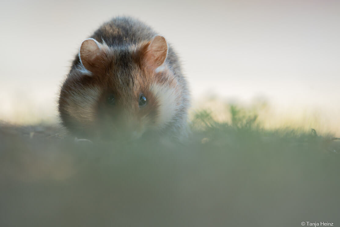 European hamster