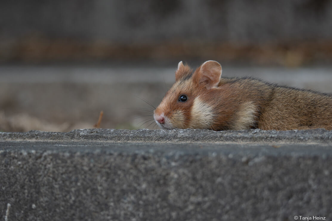 European hamsters at the Central Cemetery in Vienna