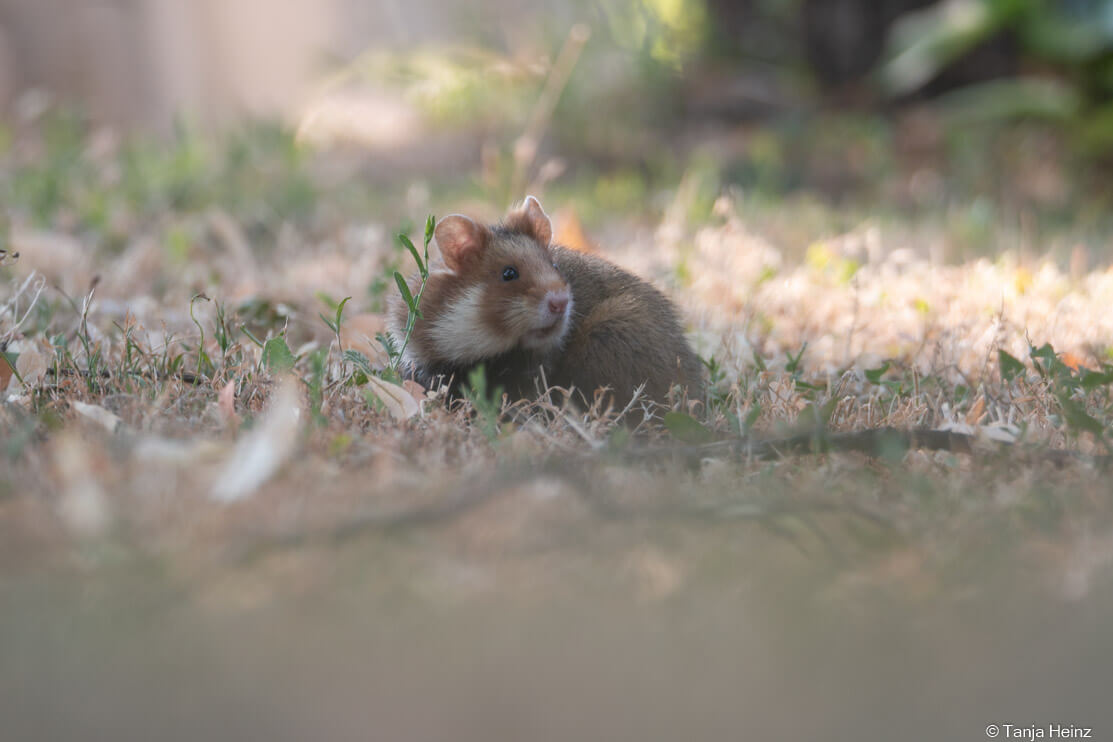 European hamsters in Vienna
