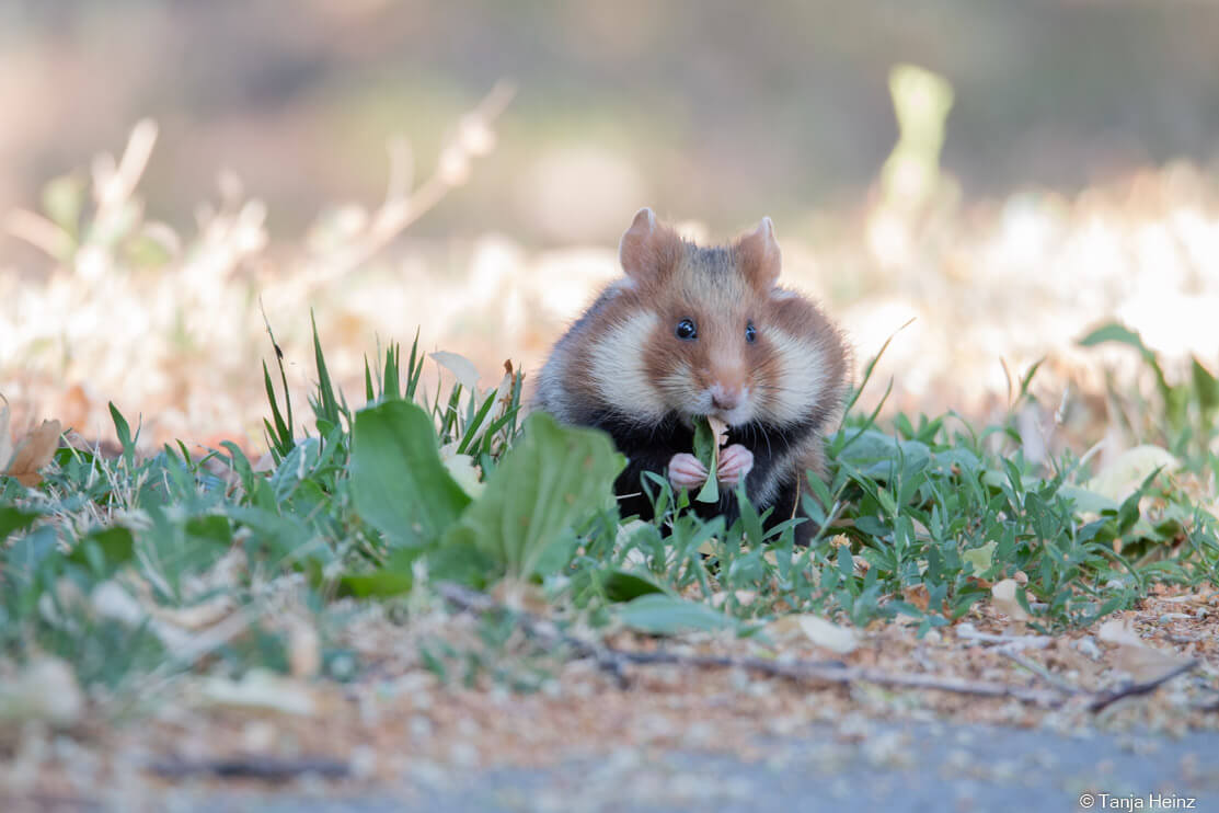 European hamsters in Vienna
