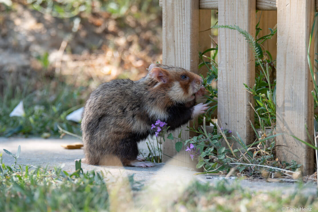 European hamster at the Central Cemetery