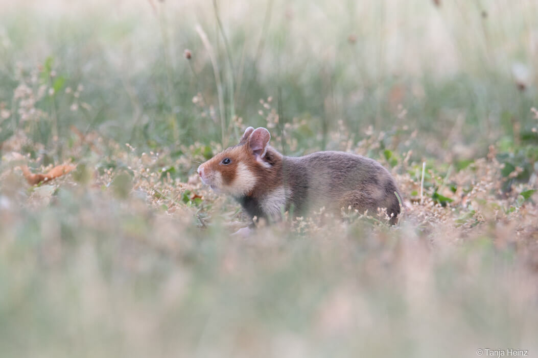 European hamster at the Central Cemetery