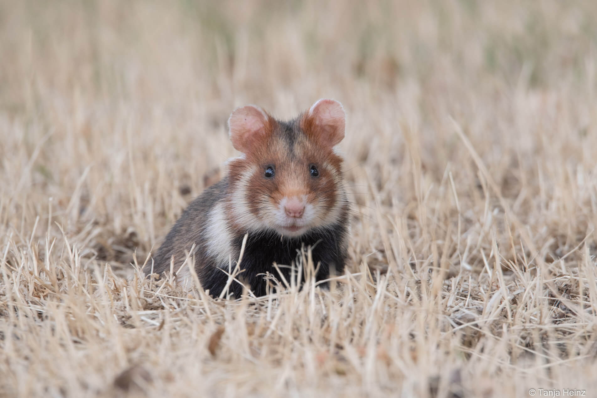 European hamster