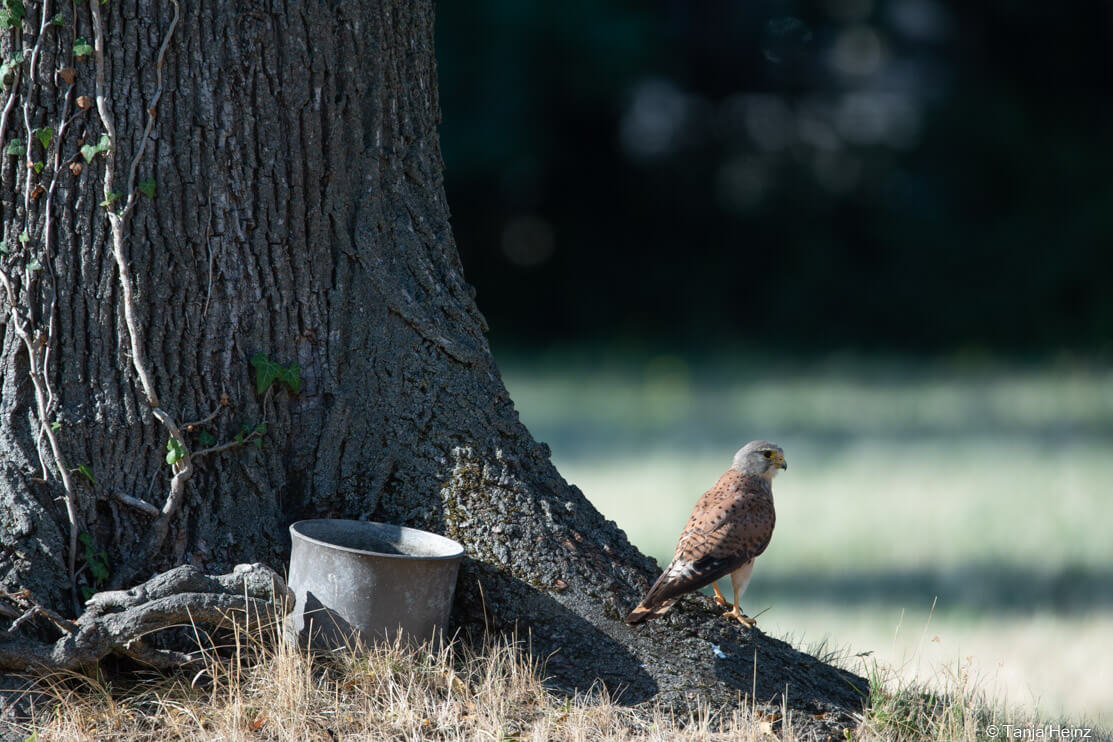 common kestrel