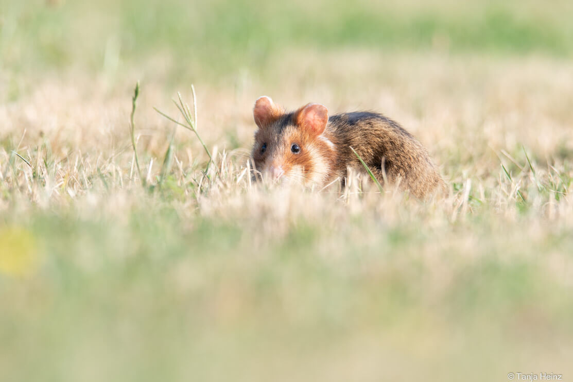 European hamsters in Vienna