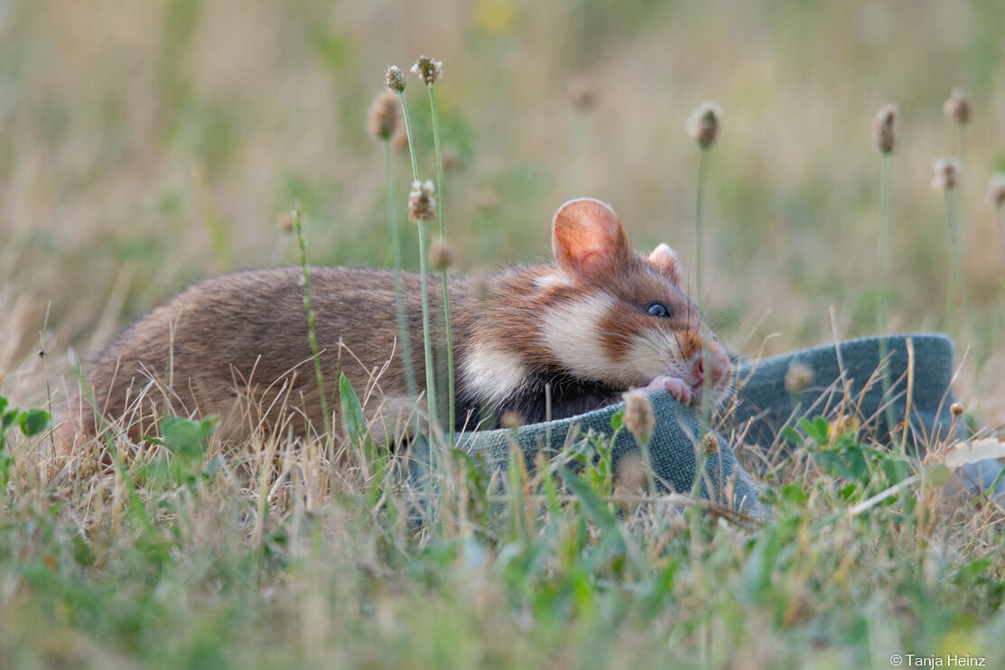 European hamsters on the Central Cemetery