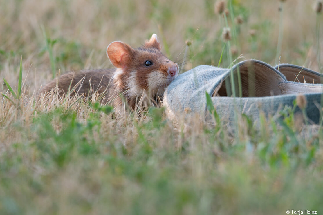 European hamsters on the Central Cemetery