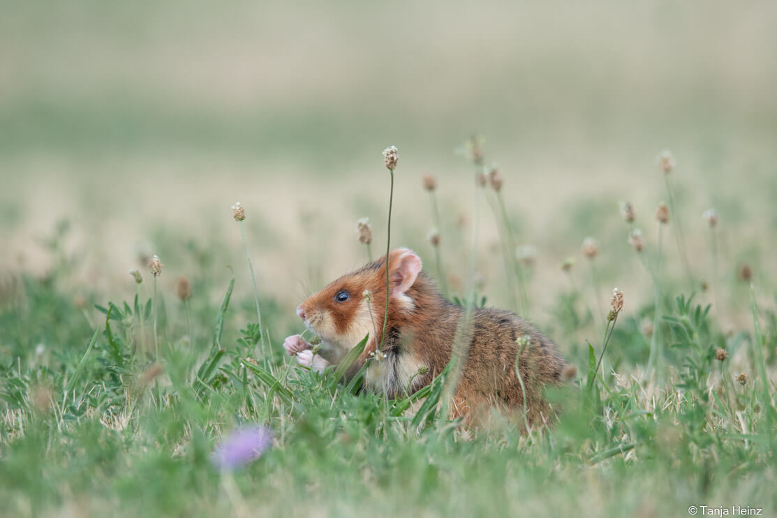 European hamsters