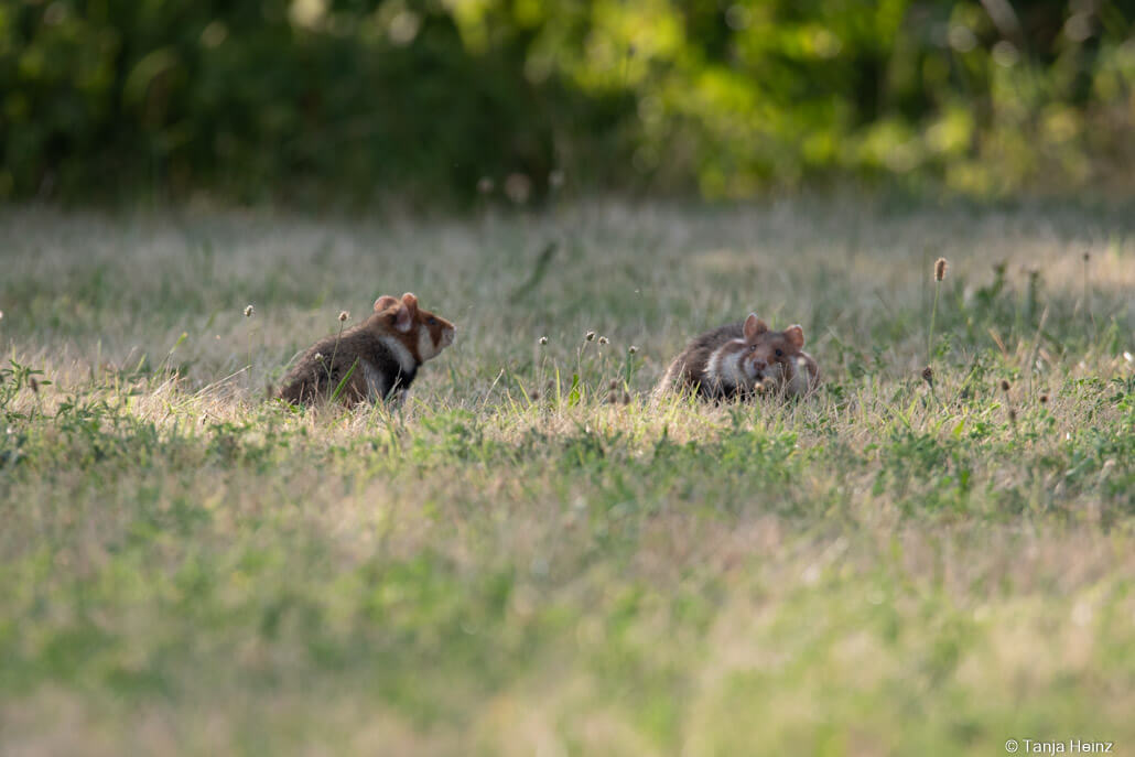 European hamsters in Vienna