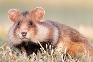 European hamsters