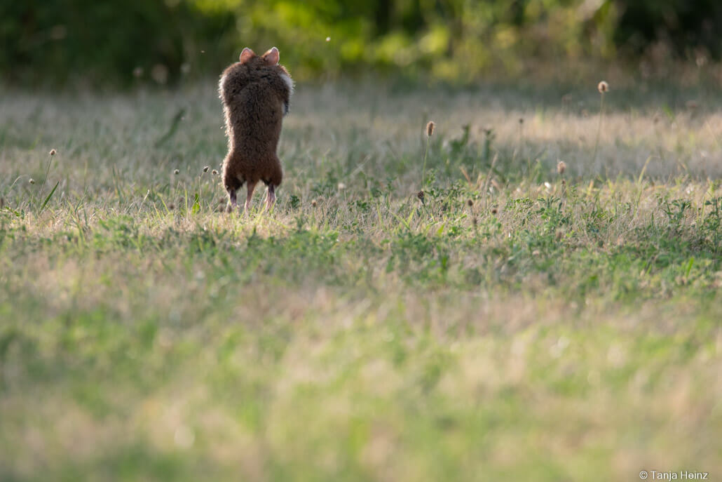 Common hamsters in Vienna