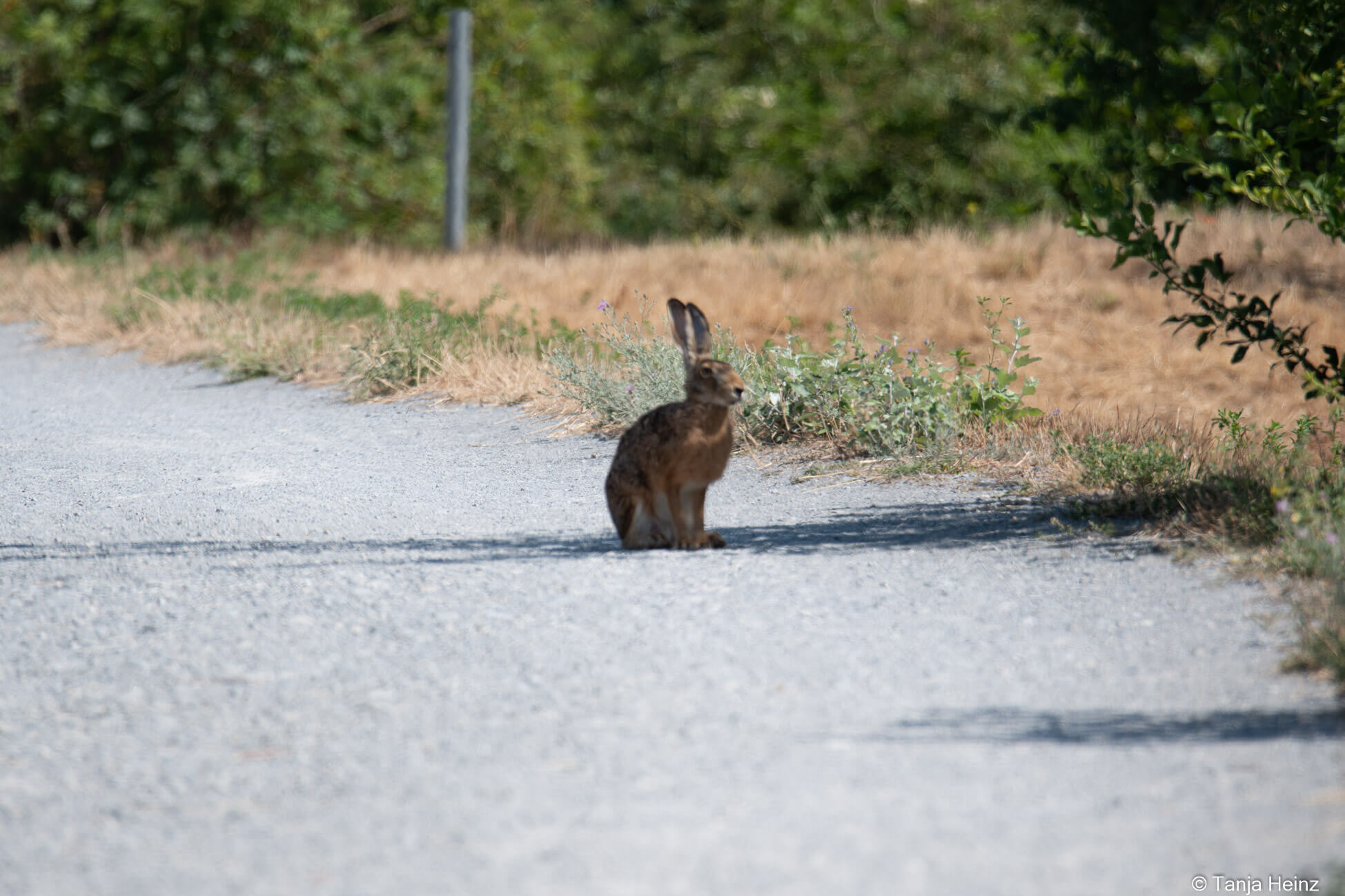 European hare