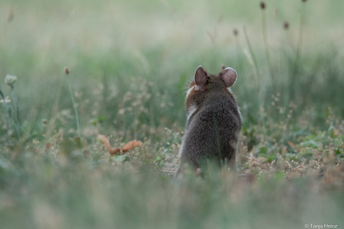 European hamsters in Vienna