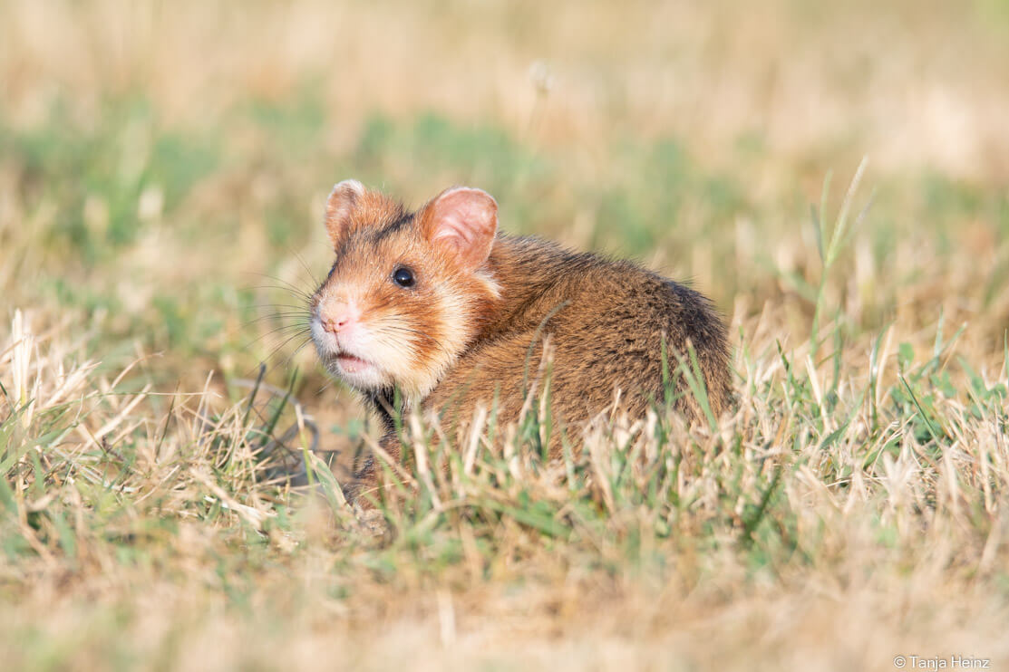 European hamsters in Vienna
