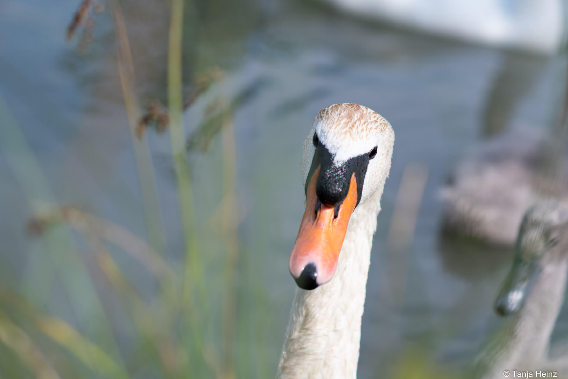 Mute swan
