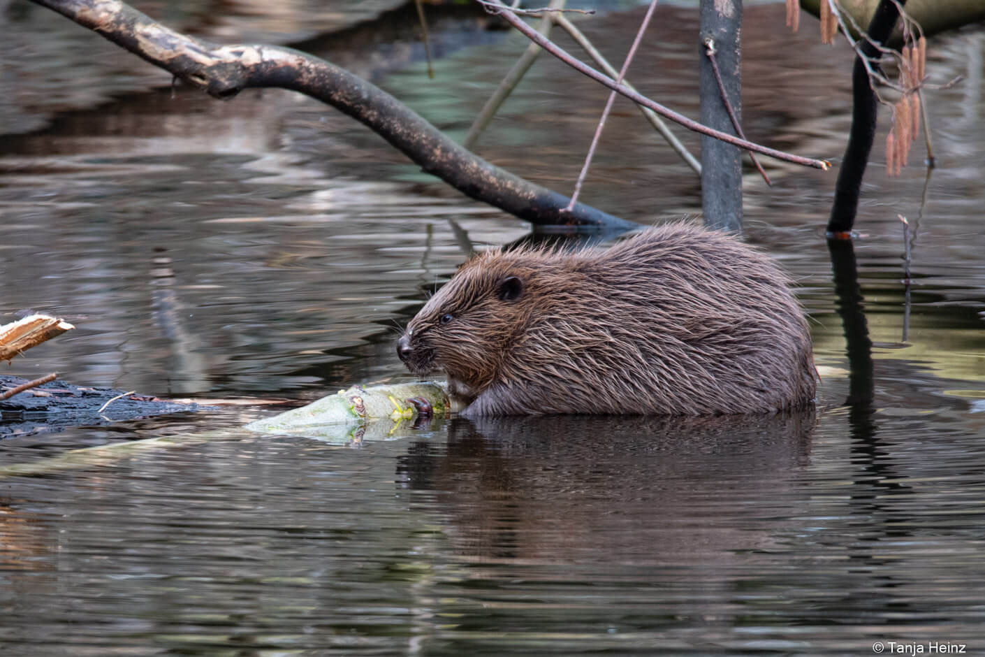 Beaver