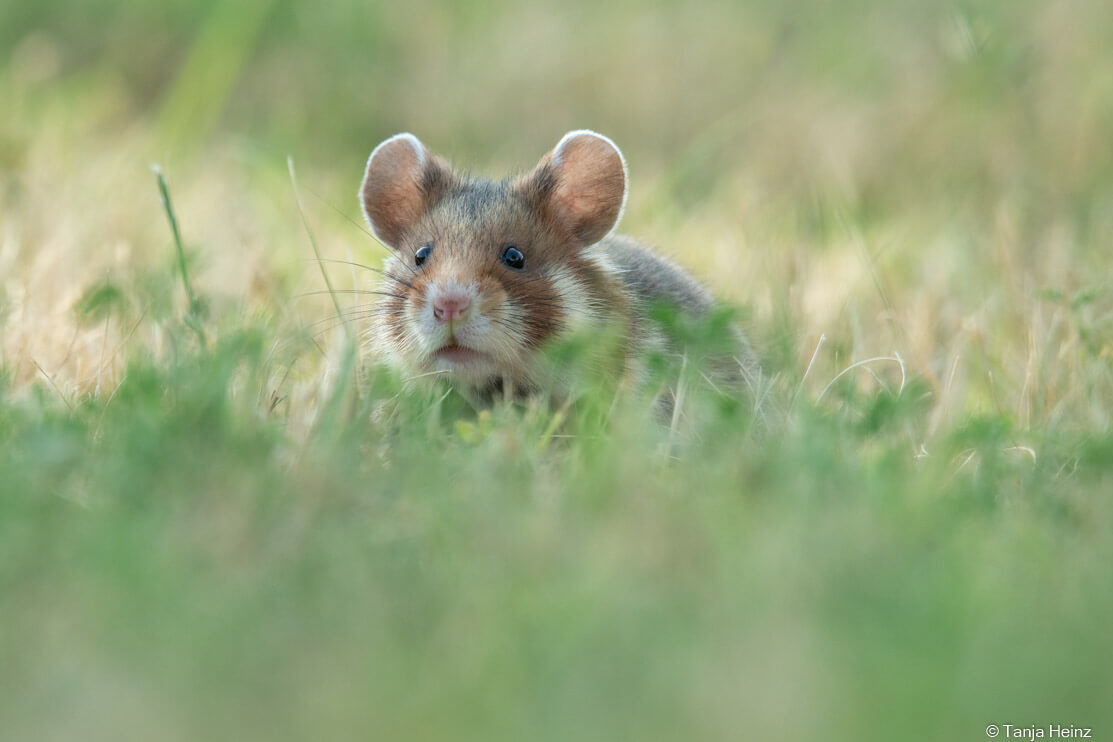 European hamster in Vienna