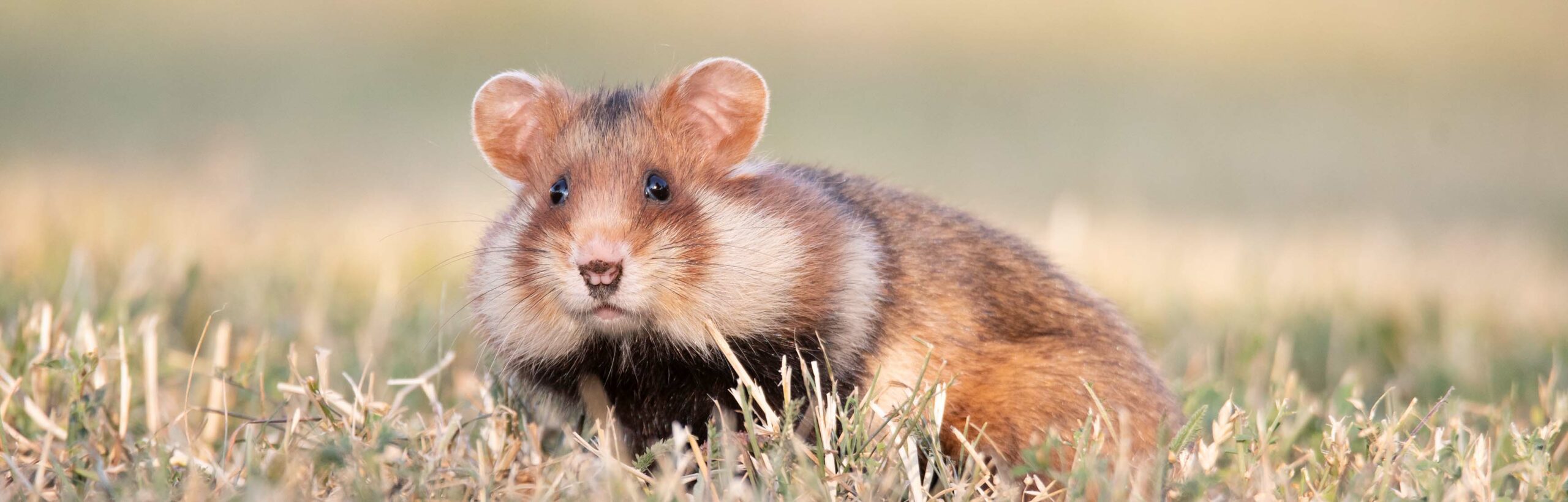 Wild Hamsters: Facts, Threats, & Conservation