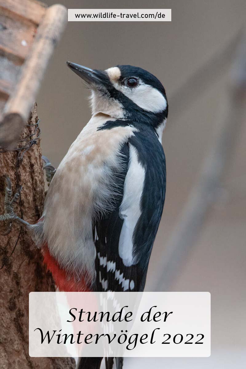 Stunde der Wintervögel 2022