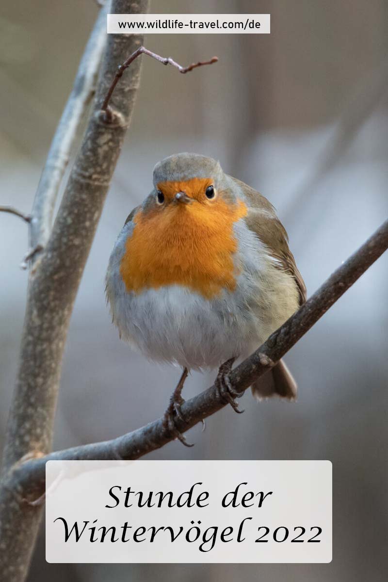 Stunde der Wintervögel 2022