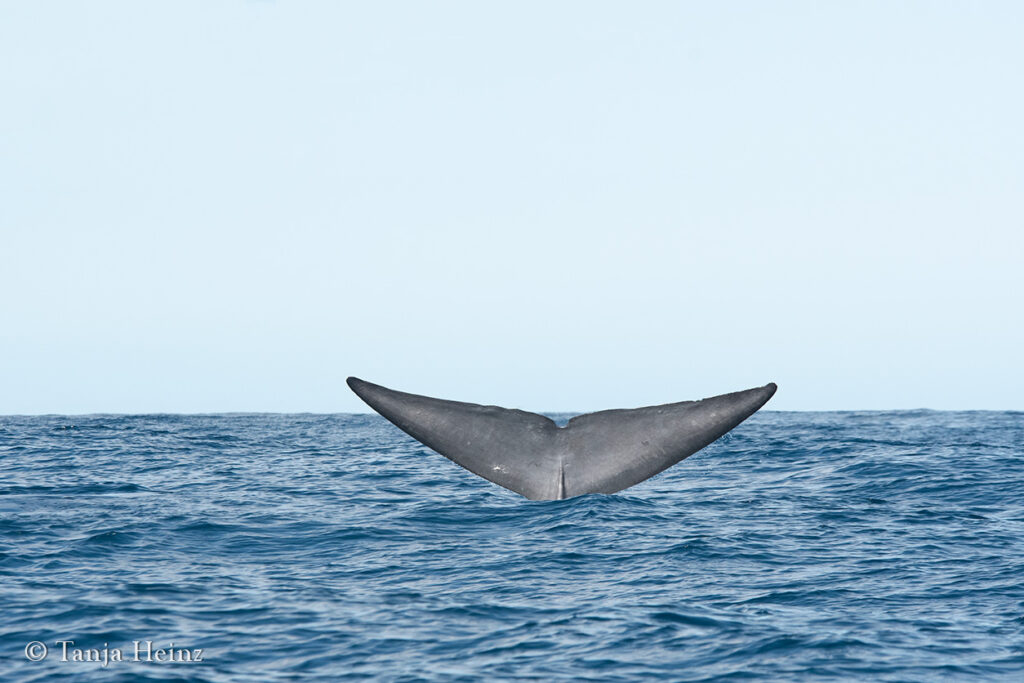 Blauwal auf den Azoren