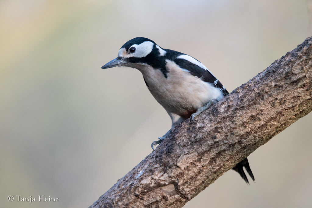 Buntspecht in Berlin
