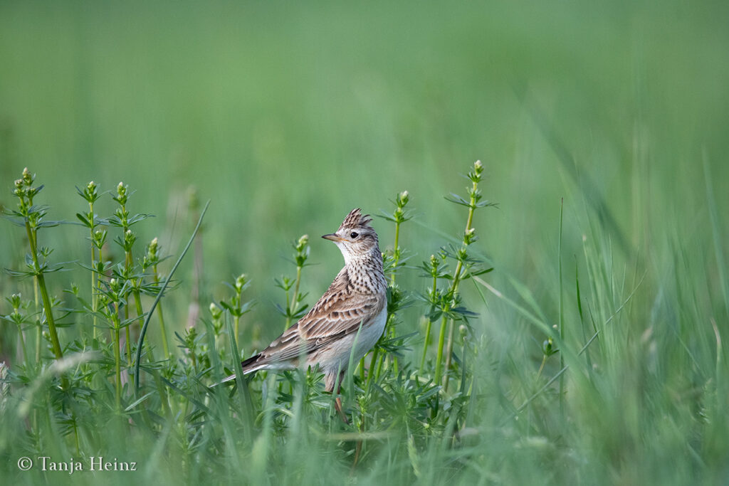 Common skylark on the Tempelhofer Feld