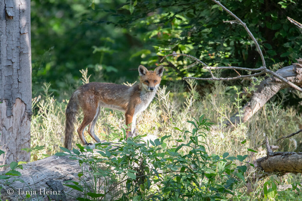 Rotfuchs im Tiergarten, Berlin
