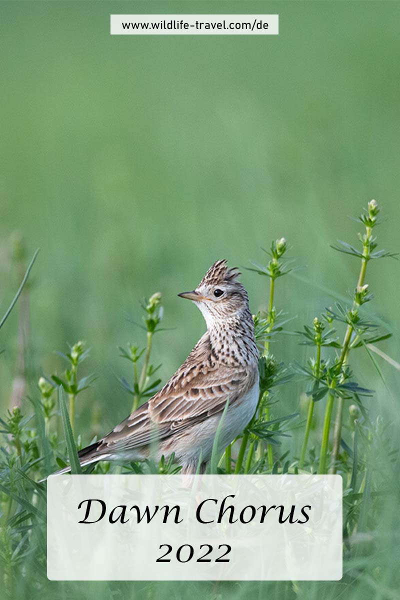 Dawn Chorus 2022
