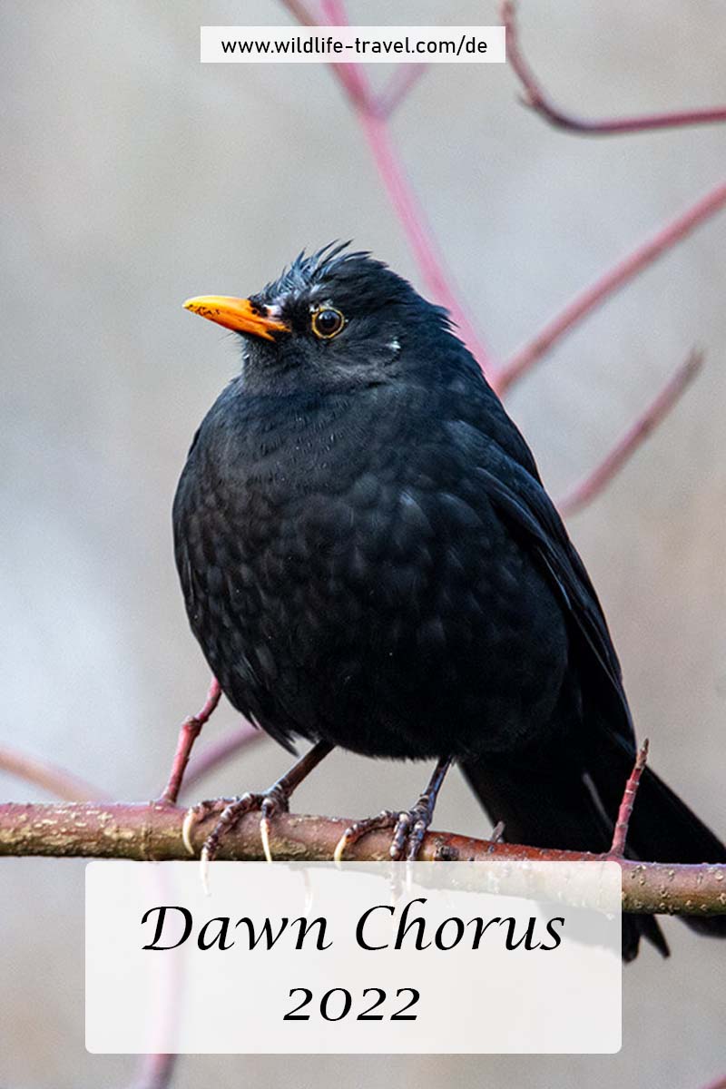 Dawn Chorus 2022