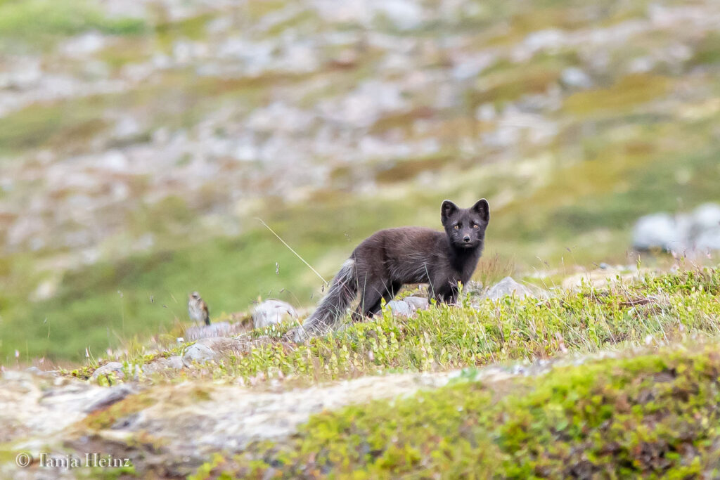 Polarfuchs in Island