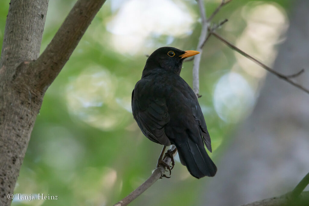 Eurasian blackbird