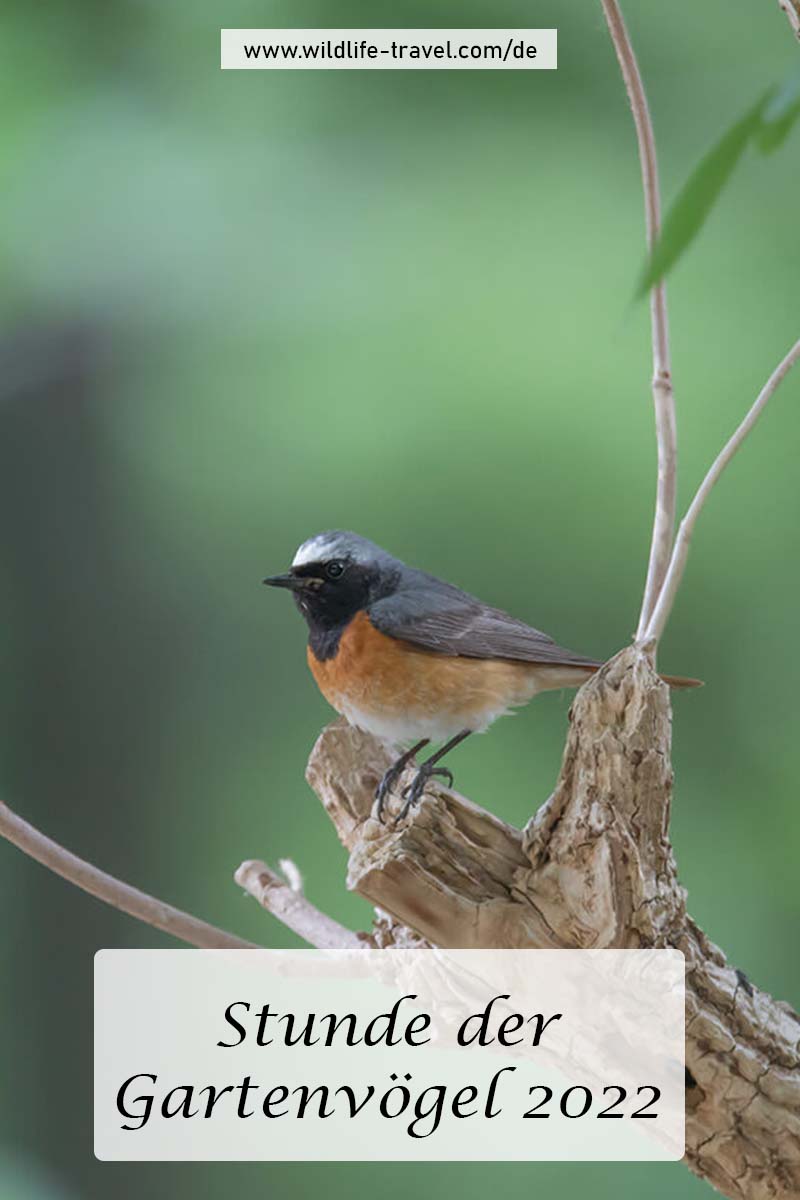 Stunde der Gartenvögel 2022