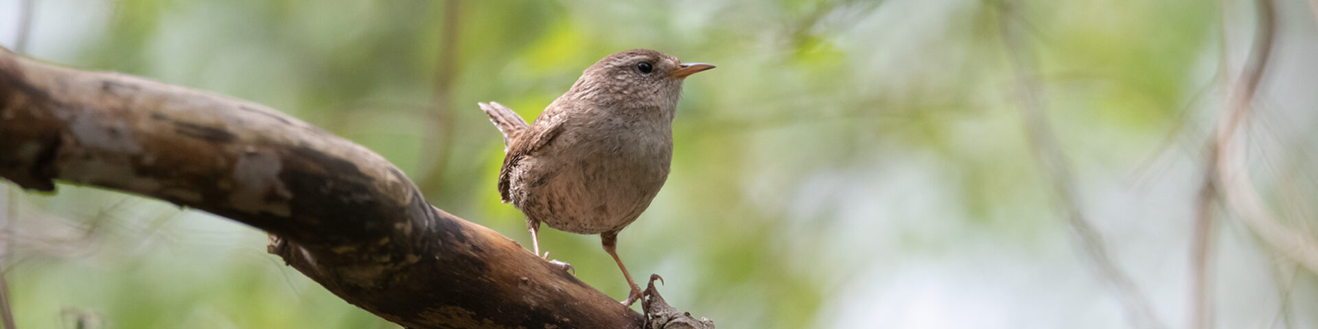 City Nature Challenge 2022