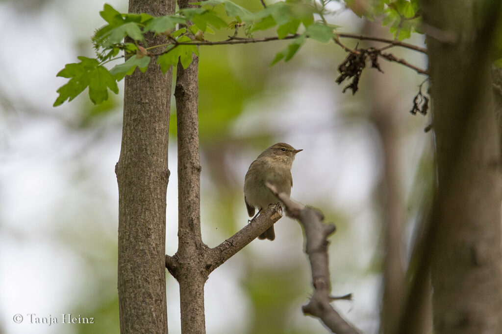chiffchaff