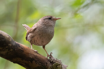 City Nature Challenge 2022