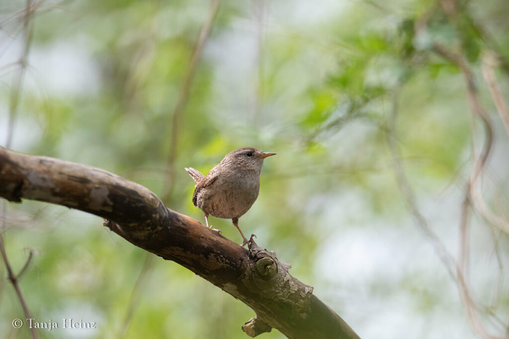 wren