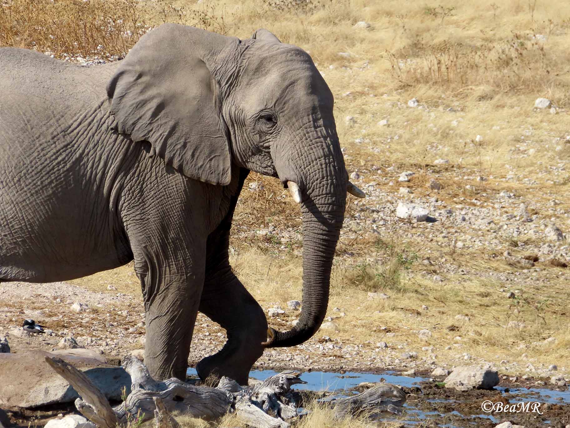 wildlife watching in Namibia