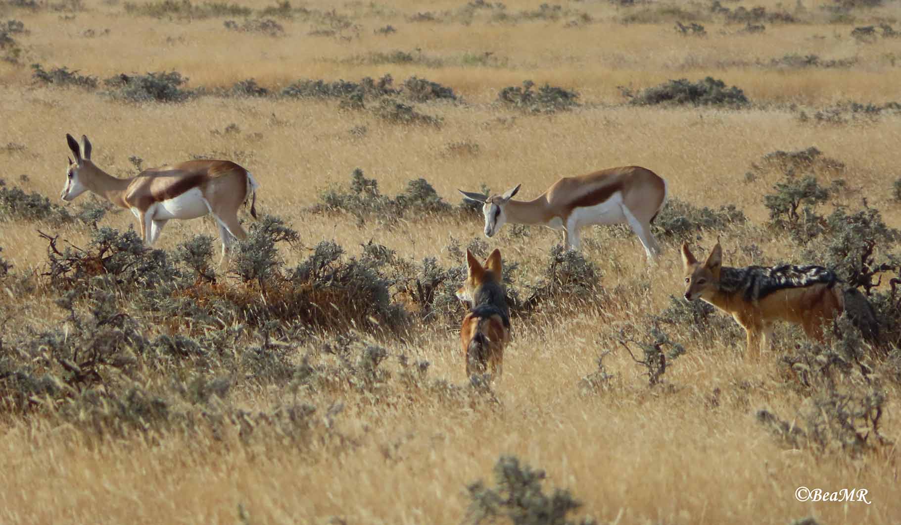 jackals and springboks