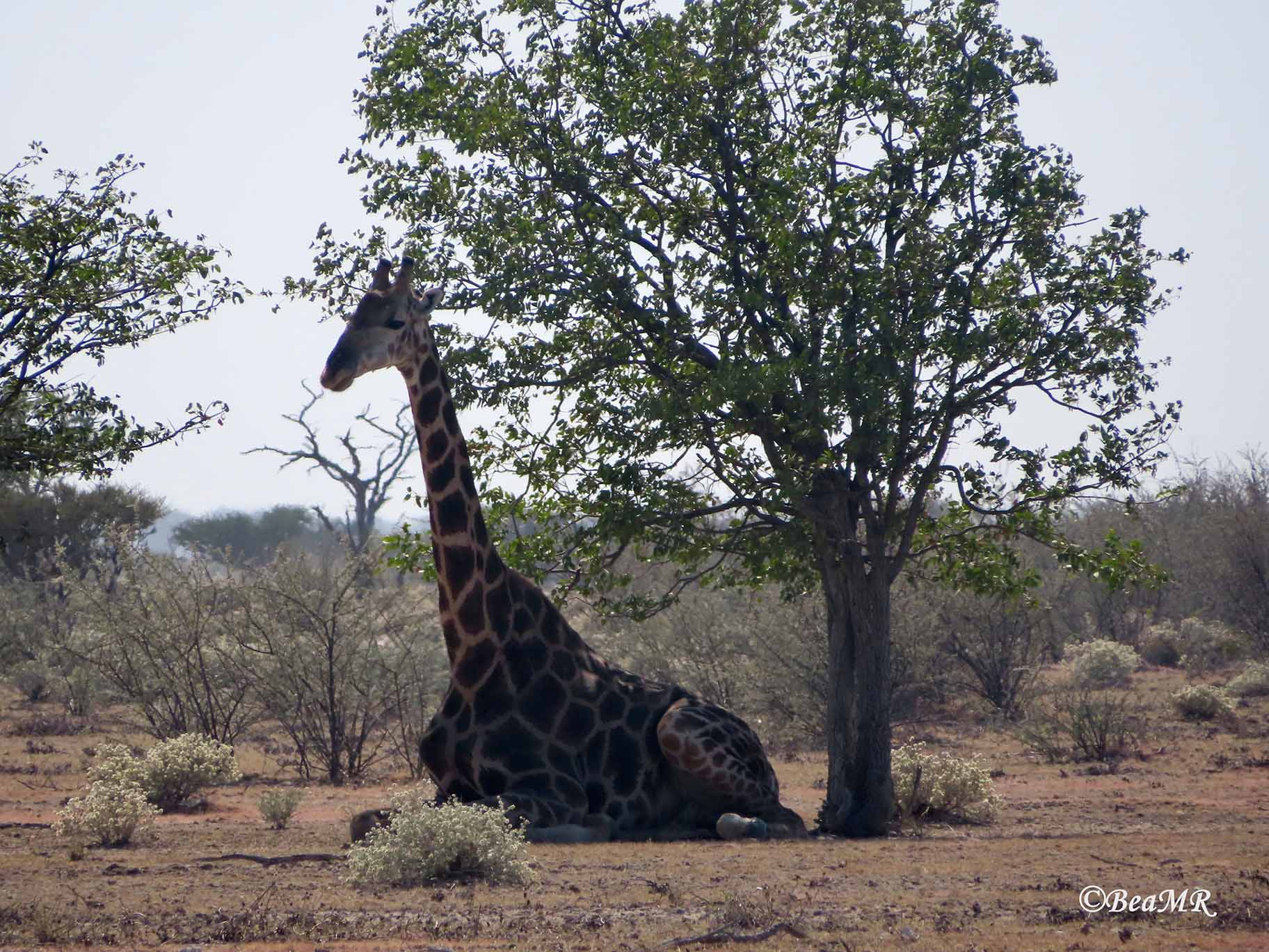 wildlife watching in Namibia