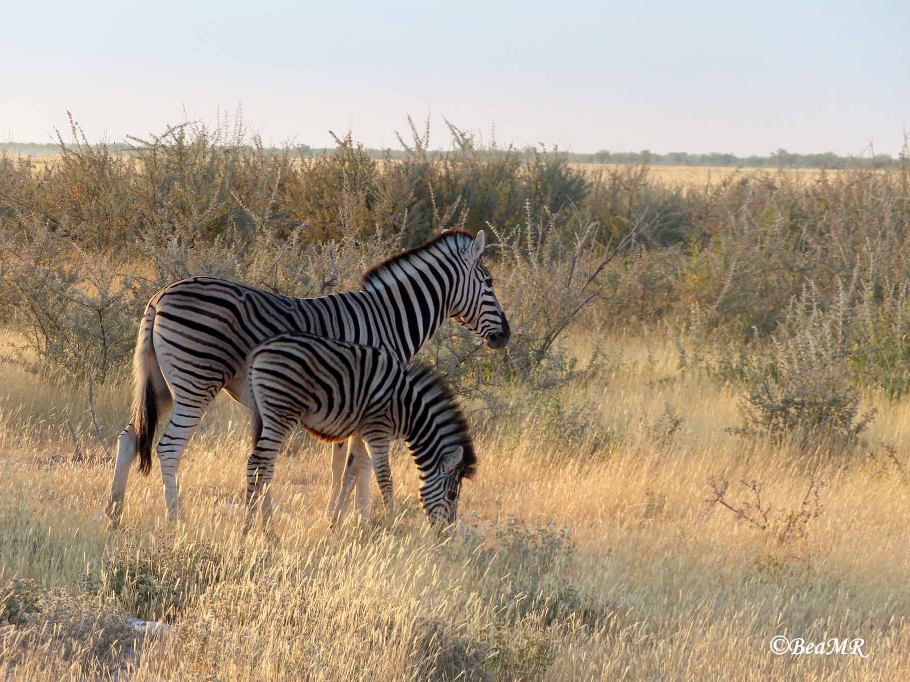 wildlife watching in Namibia