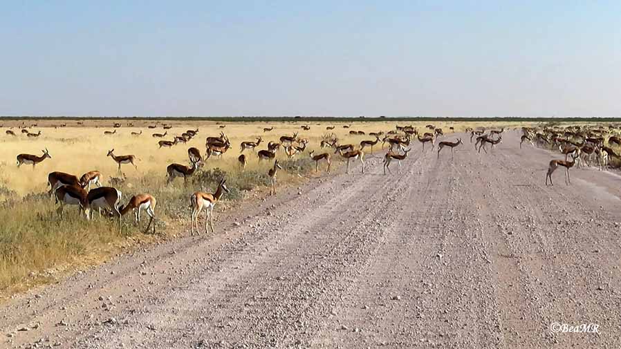 herd of springboks