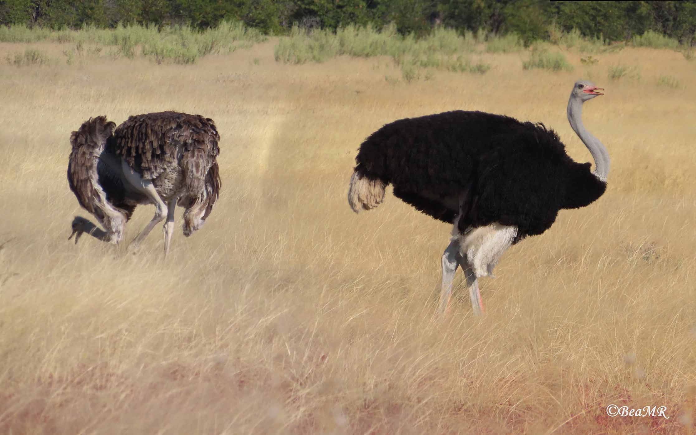 female and male ostrichs