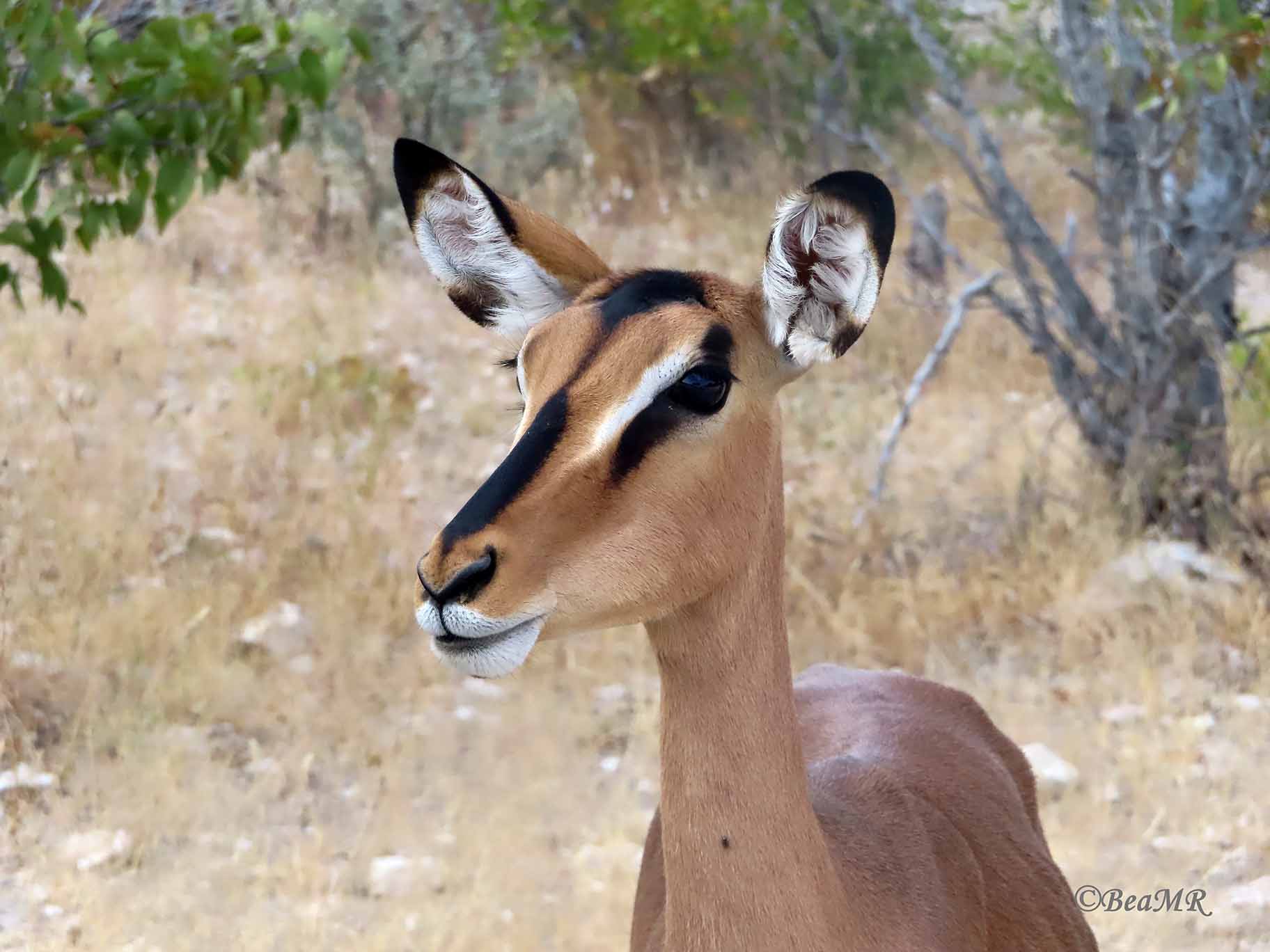 female black-faced impala